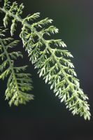 Yarrow (Achillea Millefolium): Click to enlarge